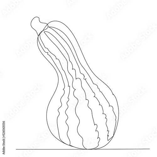 vegetable marrow drawing by one continuous line, vector
