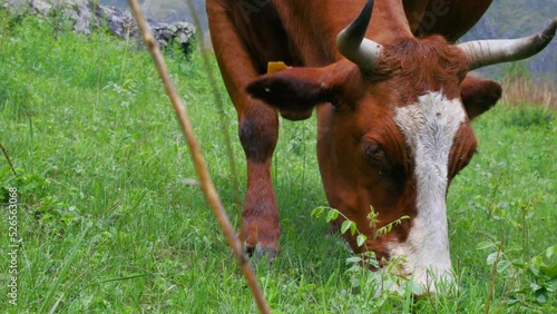 Close-up of the muzzle of a horned cow plucking grass in a green meadow. Red cow grazes on pasture, moves its ears, driving away flies.
