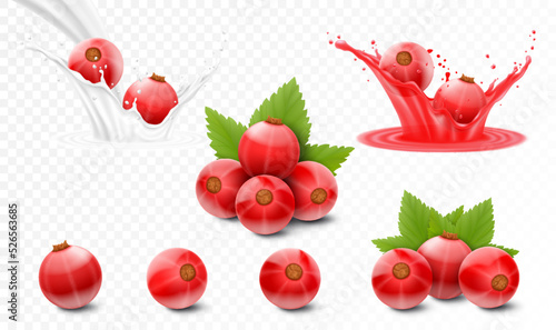 Set of red currants, berries in juice, currants in milk or yogurt splash, realistic 3d isolated vector illustration