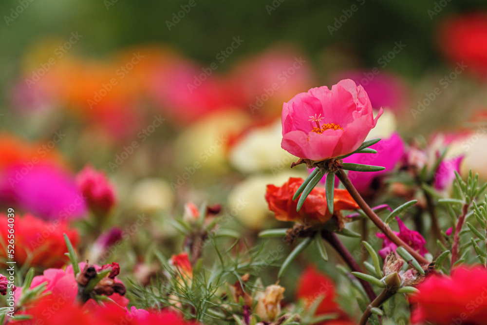 Pink flowers of Portulaca grandiflora plant in the garden, bokeh close-up