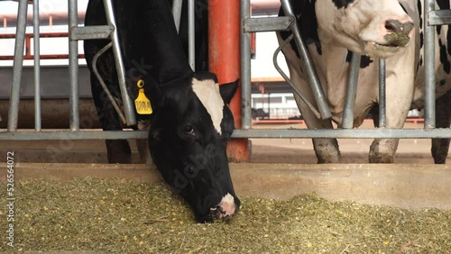 Vaca lechera holstein comiendo en establo agricola