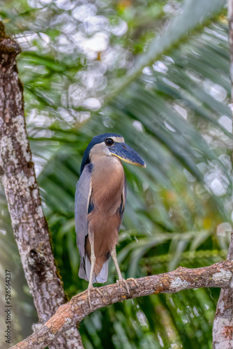 Boat-billed heron (Cochlearius cochlearius), river Tarcoles, Costa Rica photo