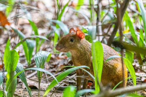 Central American agouti - Dasyprocta punctata, Curu Wildlife Reserve, Costa Rica wildlife