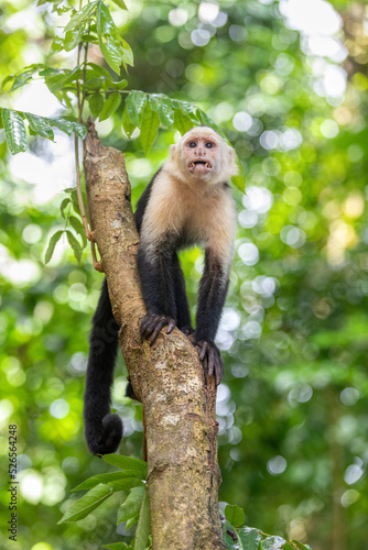 Colombian white-faced capuchin (Cebus capucinus), Manuel Antonio National Park, Costa Rica