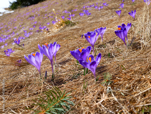 Krokus (Crocus L.) – rodzaj roślin z rodziny kosaćcowatych. jest ozdobą na przedwiośniu górskich hal