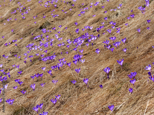 Krokus (Crocus L.) – rodzaj roślin z rodziny kosaćcowatych. jest ozdobą na przedwiośniu górskich hal