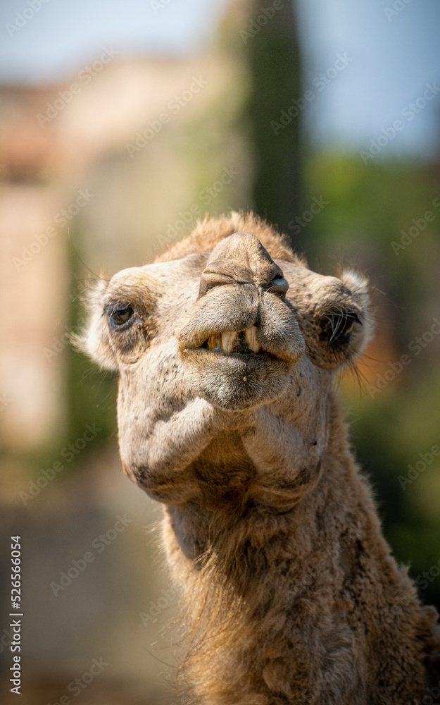 Obraz premium Camello