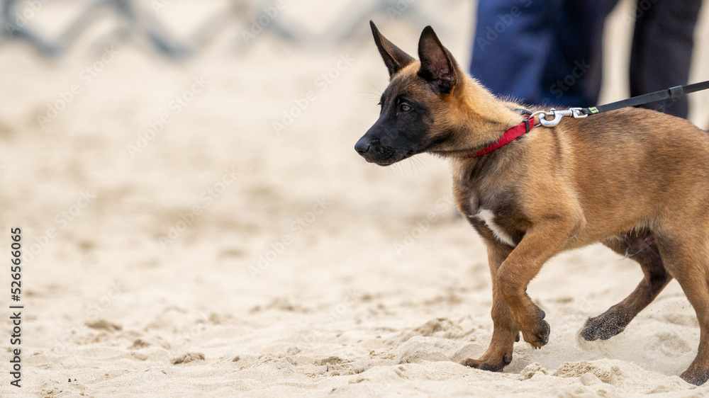 puppy german shepherd dog with a green background. Working smart police dog. Outdoor dog puppy german shepherd dog with a green background. Working smart police dog. Outdoor dog