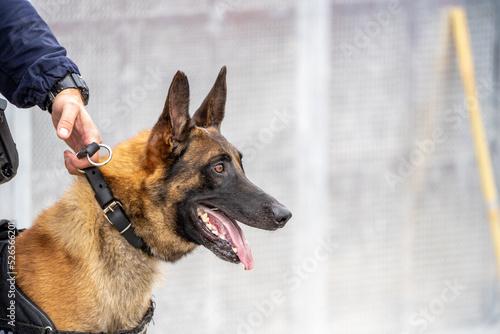 german shepherd dog with a green background. Working smart police dog. Outdoor dog © LDC