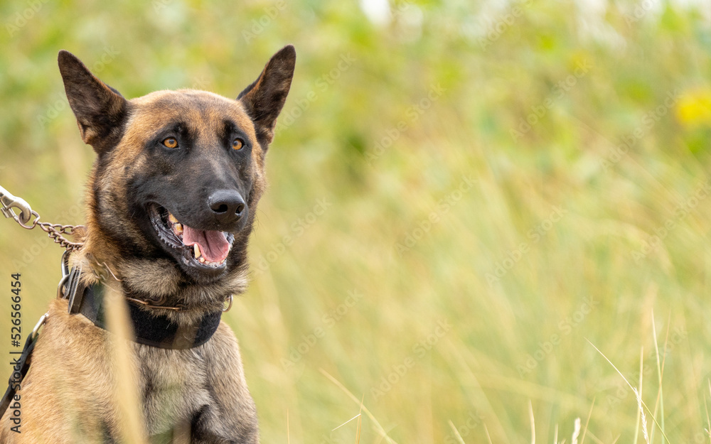 german shepherd dog with a green background. Working smart police dog. Outdoor dog german shepherd dog with a green background. Working smart police dog. Outdoor dog