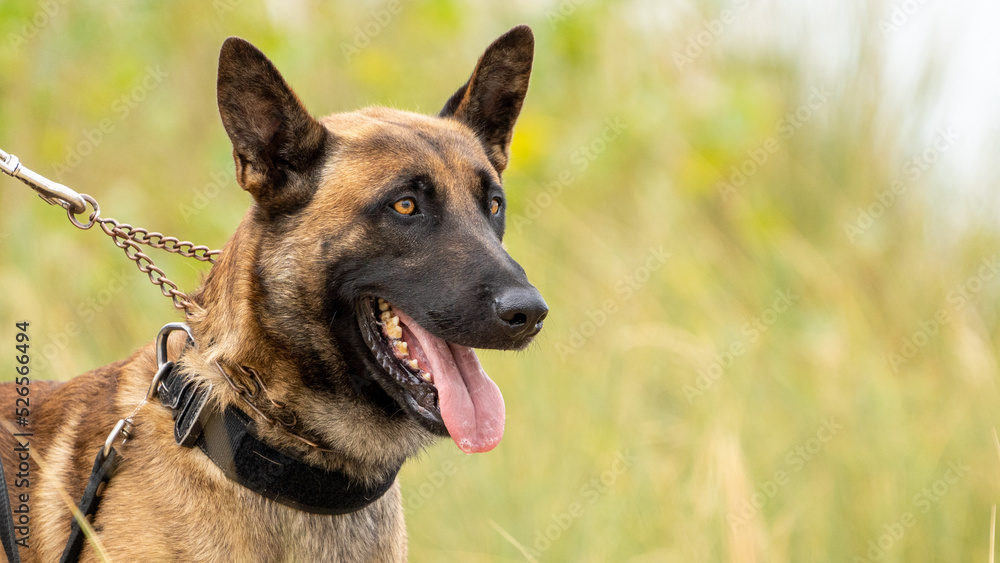 german shepherd dog with a green background. Working smart police dog. Outdoor dog german shepherd dog with a green background. Working smart police dog. Outdoor dog