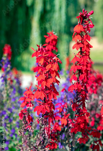 Beautiful red tall forking larkspur flowers in a flowerbed on a green background in the city park of Riga, Latvia photo