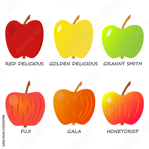 set of varieties apples,food illustration , eps 10