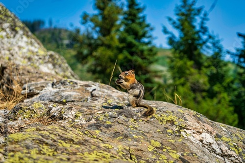 Shallow focus shot of a Siberian chipmunk (Eutamias sibiricus) eating a nut on the rock photo