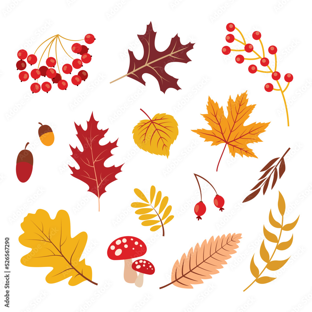 Hand drawn Big Vector set of various types of Mushrooms and Autumn leaves, rowan, acorn and chestnut. Colored trendy illustration. Flat design. Stamp texture.