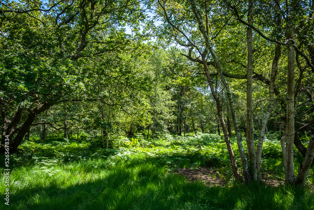 View of a wood in full bloom in summer in Wimbledon Common View of a wood in full bloom in summer in Wimbledon Common