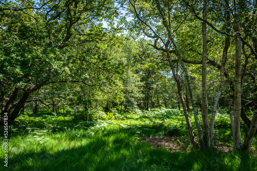 View of a wood in full bloom in summer in Wimbledon Common