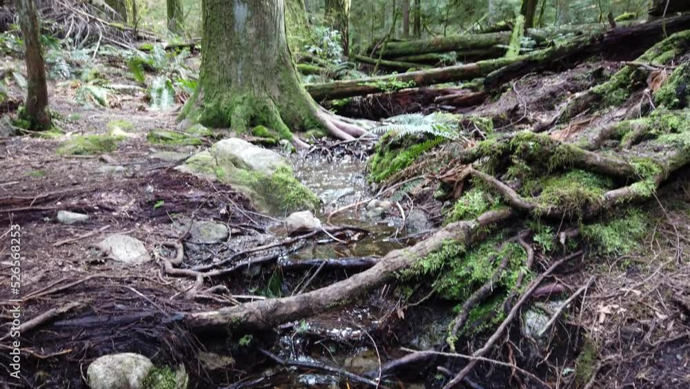 Temperate rainforest in BC Temperate rainforest in BC