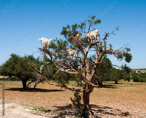 Kozy na drzewie