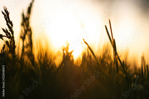 Silhouette of defocused grasses or crops background photo.