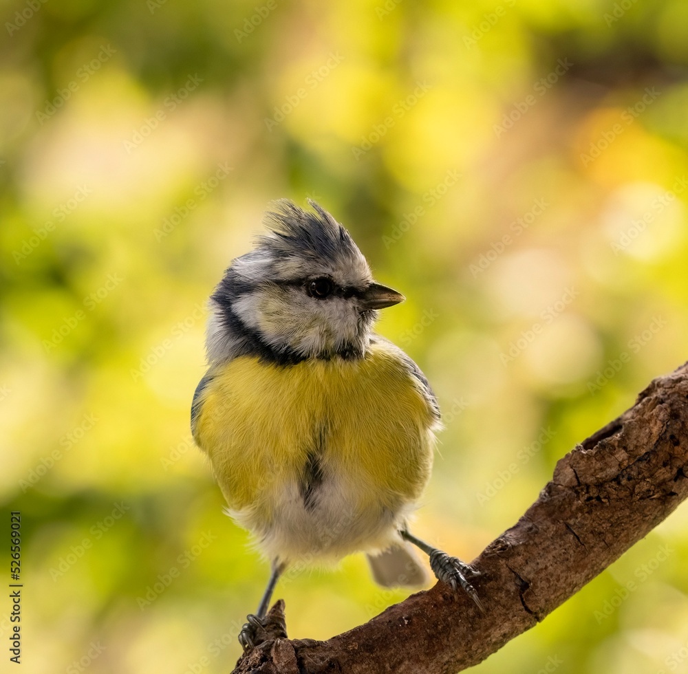 Fototapeta premium young blue tit on a branch