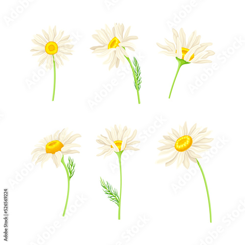 Common Daisy or Bellis Perennis on Stem with White Ray Florets and Yellow Disc Floret Vector Set © Happypictures