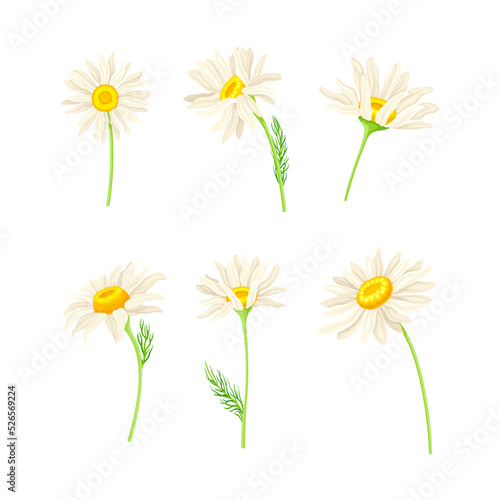 Common Daisy or Bellis Perennis on Stem with White Ray Florets and Yellow Disc Floret Vector Set