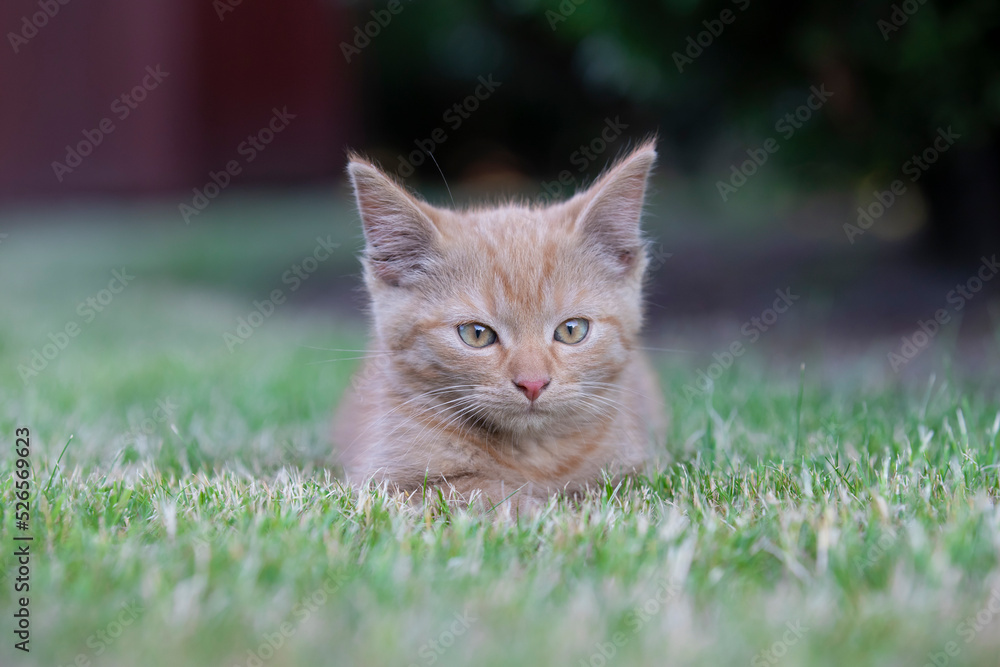 A beautiful young kitty sits calmly on the lawn
