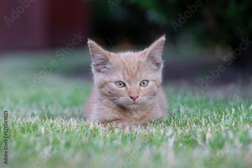 A beautiful young kitty sits calmly on the lawn