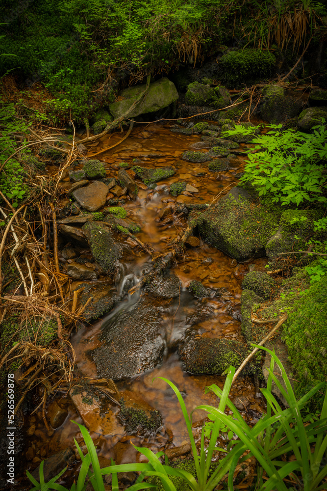 Glinna creek in national park in Poland mountains in summer day Glinna creek in national park in Poland mountains in summer day