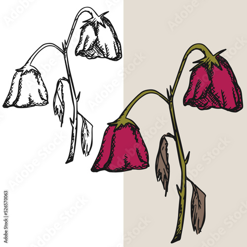 Slika na platnu Hand drawn withered flower vector illustration