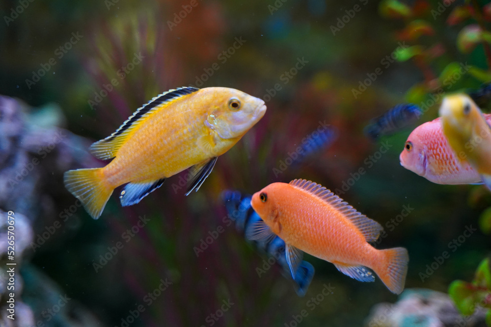 Fototapeta premium Colorful aquarium fish cichlids swim in the aquarium