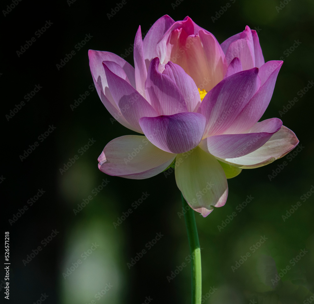 Lotus Blossom, William Land Park, Sacramento, California