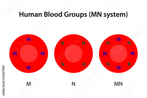 Human blood groups, MN system