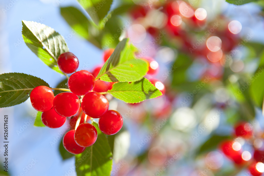Fototapeta premium Cherry branch. Red ripe berries on the cherry tree.