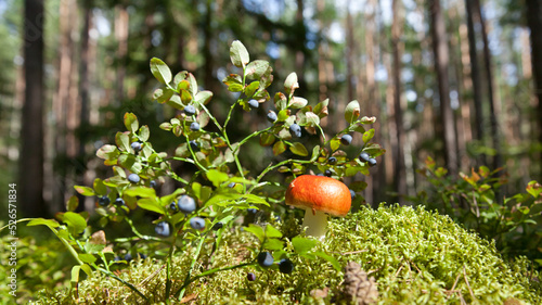 Russula mushroom with a red hat. Sunny day in the woods. Wild berries and mushrooms. Forest landscape.