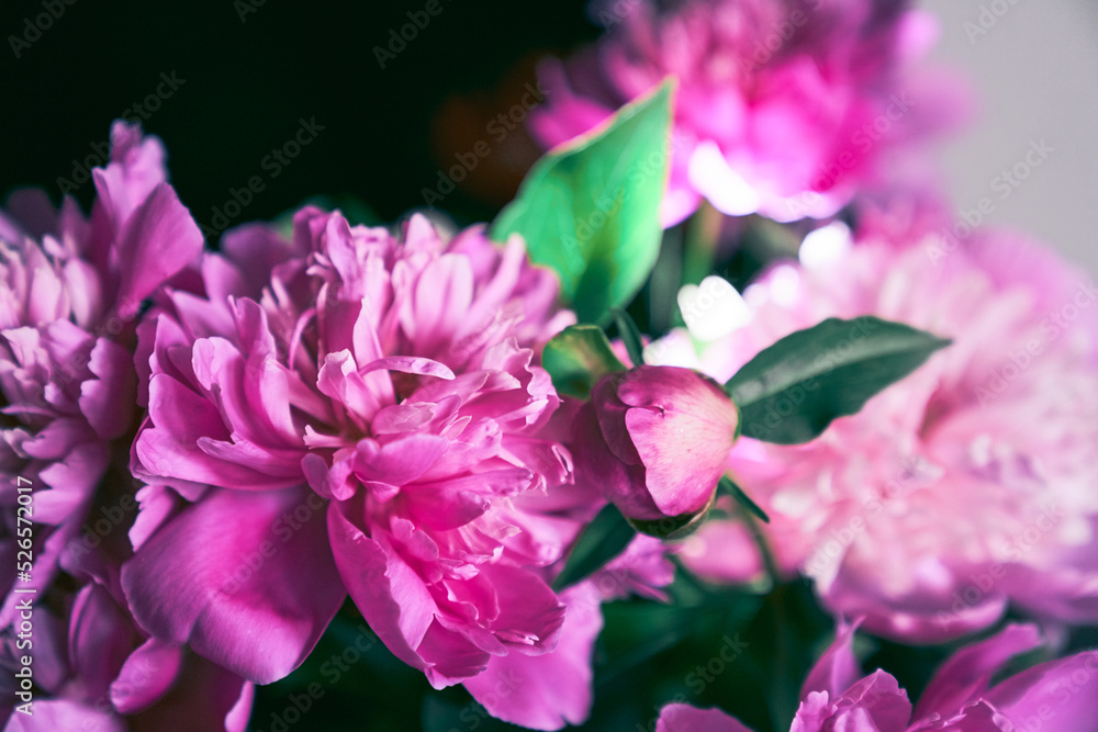 Lots of pink peonies in pastel colors close-up with green leaves, floral pattern. Design concept for a postcard. High quality photo