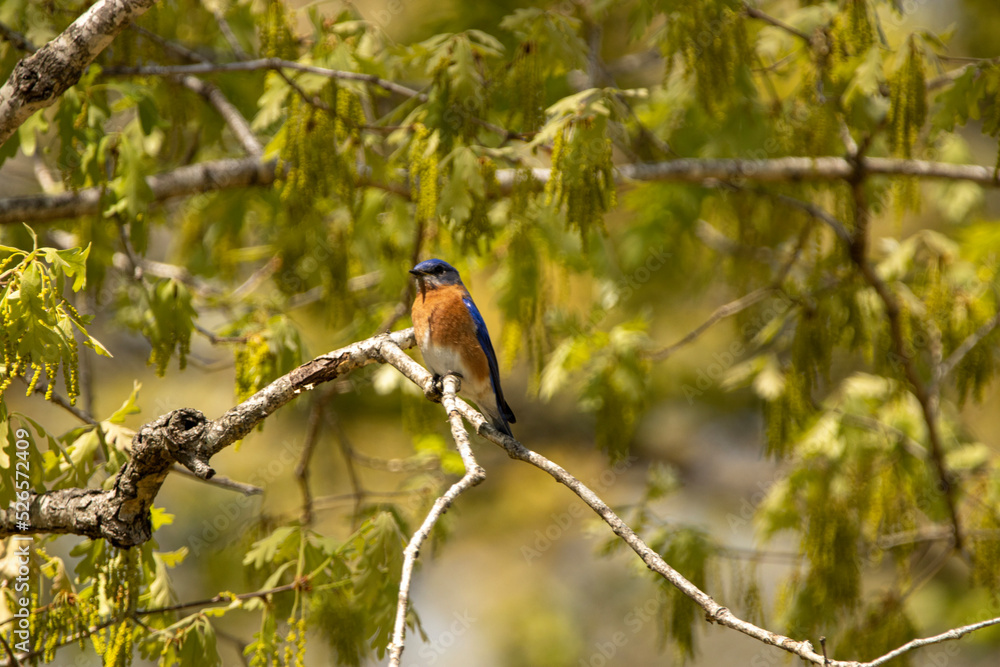 Blue bird on a branch 