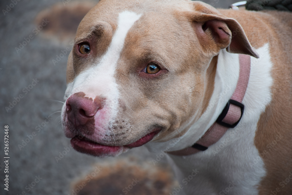 Closeup portrait of pitbull dog on a leash looking at camera