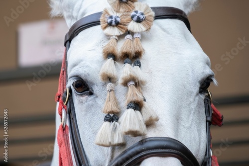 Canvas-taulu Closeup of a white Percheron horse in a bridle with a mosquero