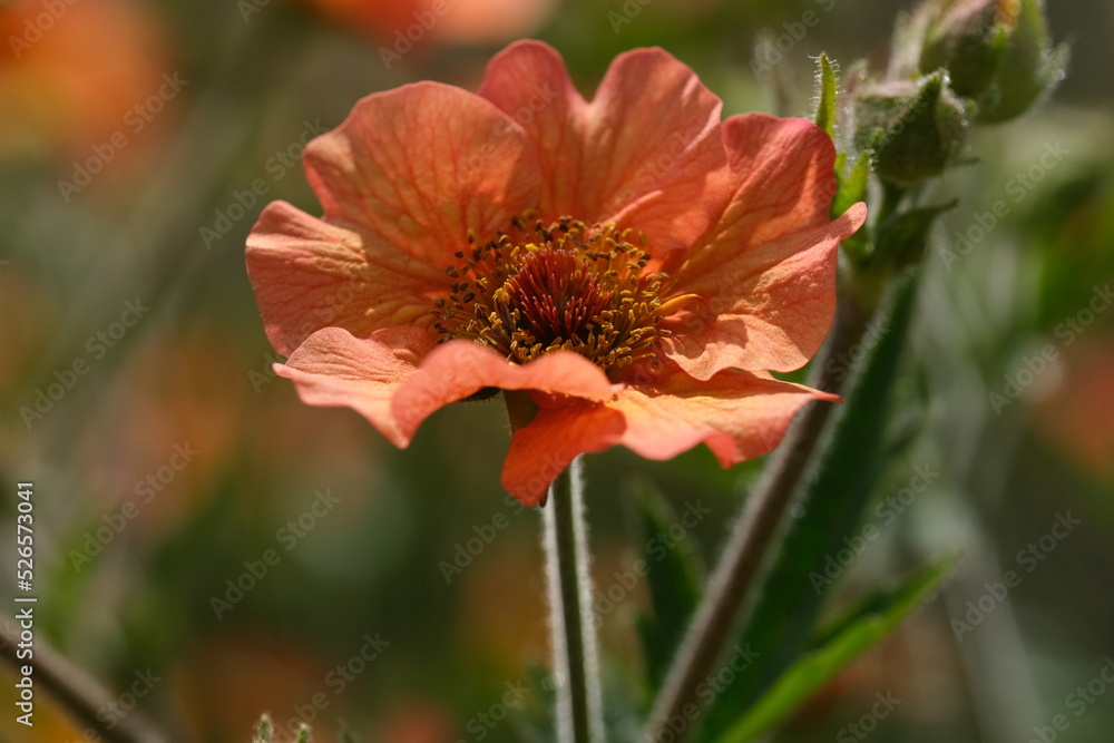 Single bright orange Geum flower in a garden. Single bright orange Geum flower in a garden.