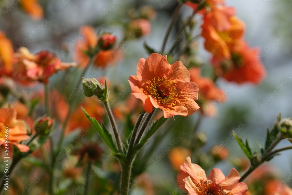 Bright orange Geum flower in a garden. Floral background. Bright orange Geum flower in a garden. Floral background.