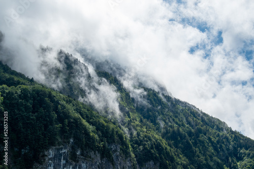 cloudy forrest