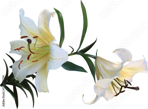 light lily two blooms flower isolated on white