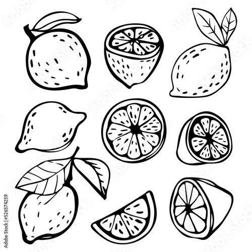 Graphic hand drawn doodle sketch of lemon in different positions. Graphic line icons of lemon in different positions