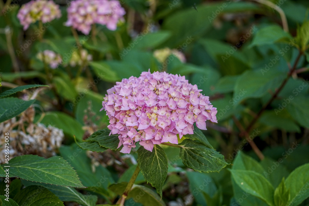 Pink hydrangea blossoms on dark green leaves Pink hydrangea blossoms on dark green leaves