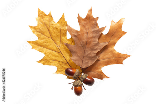 .dry yellowed fallen leaves and acorns of the swamp oak (Quércus palústris) on a white background isolate