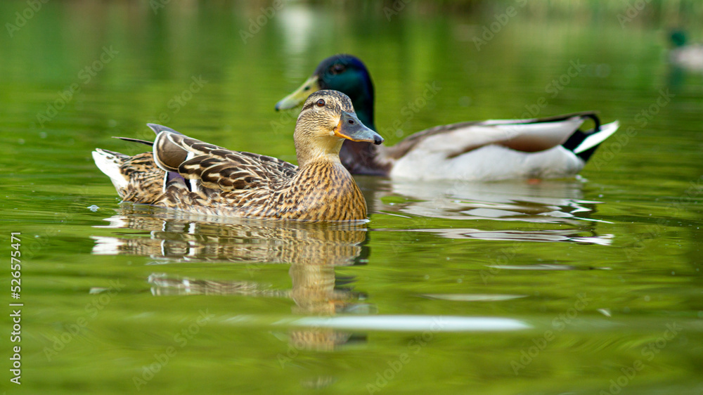 Fototapeta premium Portrait close up view of Mallard Duck. Ducks in Pond water level