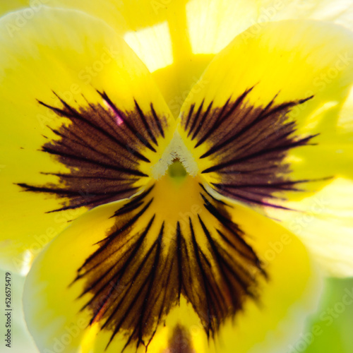 Flower close-up. Flower close-up. Yellow pansy flower.