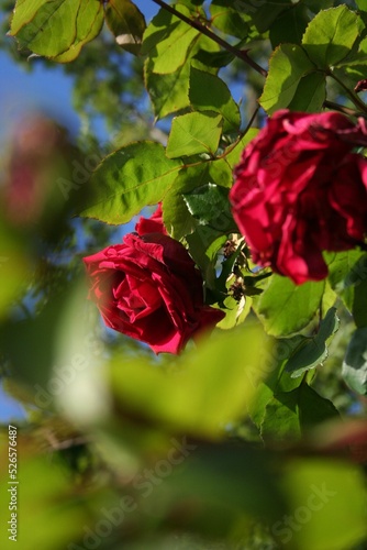 Closeup shot of a rose pettle hanging from a bush photo